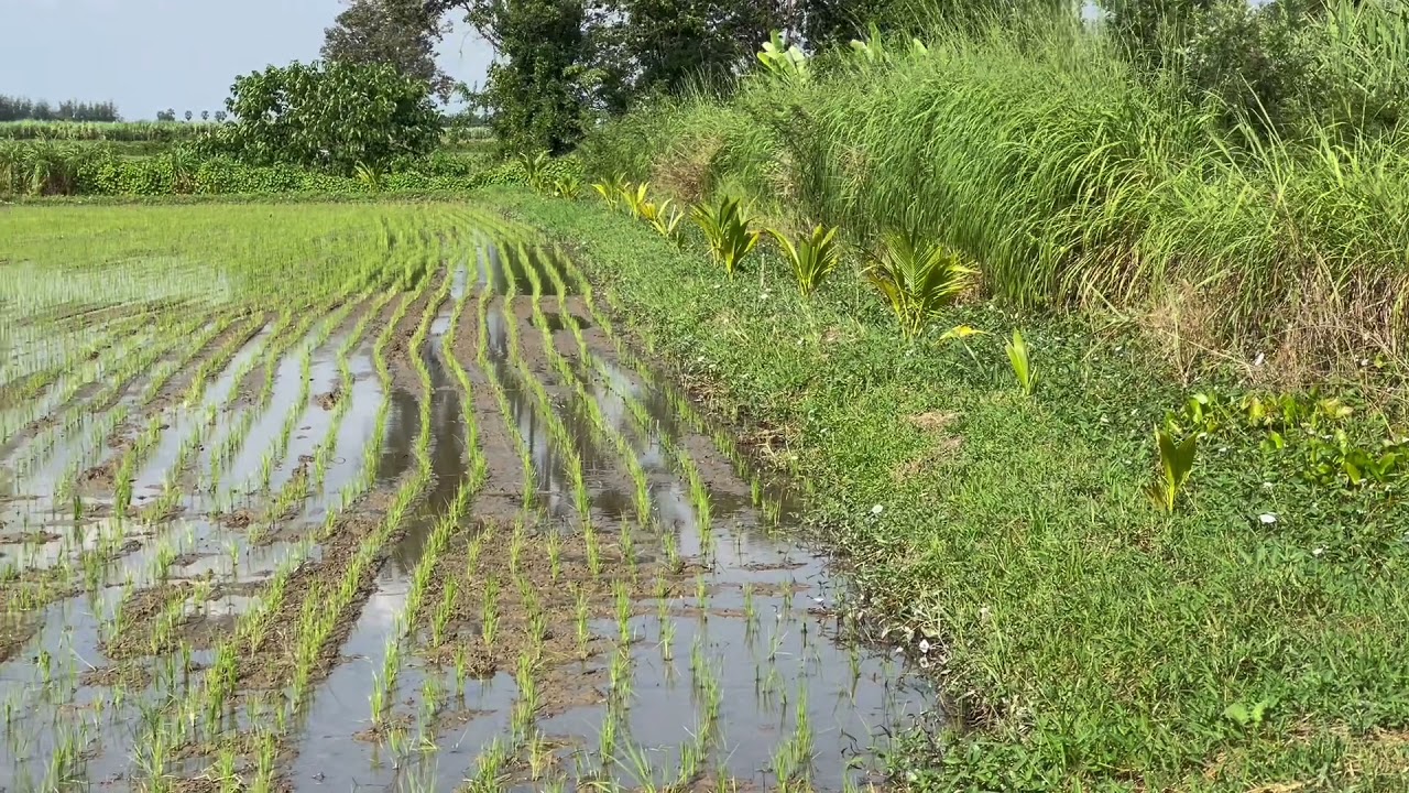 Save Water Resource for Second Rice Crop นาปรังประหยัดน้ำ