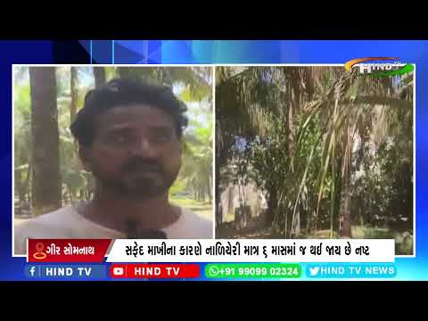 વેરાવળ તાલુકામાં નાળિયેરનું ઉત્પાદન કરતા ખેડૂતો મુશ્કેલીમાં મુકાયા.