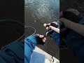 Japan Fishing ASMR - Trout Fight#157🎣
