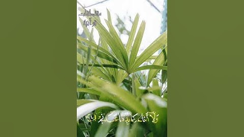 قل يا أيها الكافرون _ مقتطفات قرآن _ قران كريم