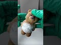 Bear squeeze #asmr #squishy #satisfy