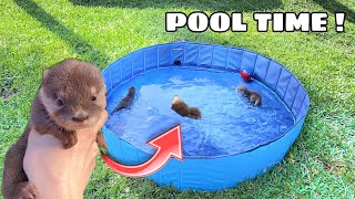 TEACHING BABY OTTERS HOW TO SWIM ! WHAT HAPPENS ?!