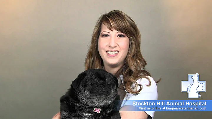 Why Dr. Kristen Andrews became a Veterinarian