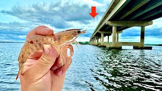 Tossed a LIVE! Shrimp under this BRIDGE and Caught THIS... [Catch, Clean, Cook]