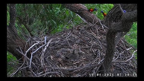 Rainbow Lorikeets paid Daisy Duck a visit ~ ©SeaEagleCAM Team