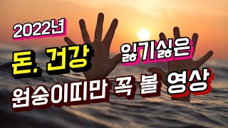 2022년 뭘 해도 될 띠 3위 원숭이 띠 운세