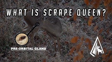 Raised Scents Overview: Scrape Queen