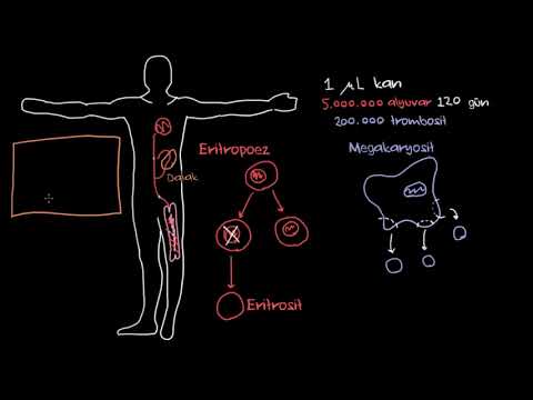 Alyuvarlar ve Trombositlerin Hayatı (Sağlık Bilgisi ve Tıp) (Biyoloji)