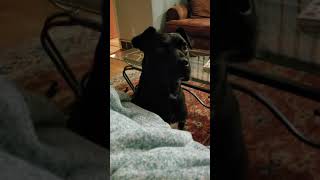 Bored dog cries for attention by Amber 639 views 5 years ago 2 minutes, 16 seconds