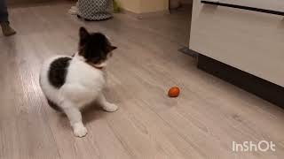 Loui the cat 🐱 🐈 and the boiled egg. Loui die Katze und das gekochte Ei.