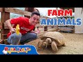 Learn about farm animals  part 1 learning s for kids  baba blast