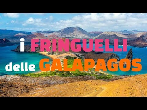 I fringuelli di Darwin - I fringuelli delle Galapagos