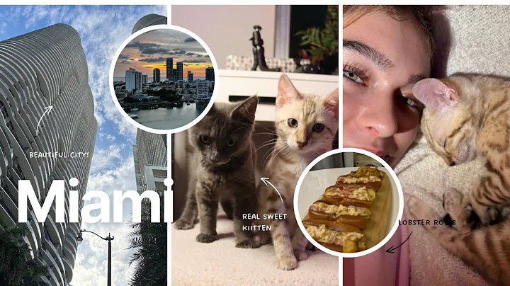 Video 11374571: bengalcat bengals cat kitten, catlover bengals bengalcat