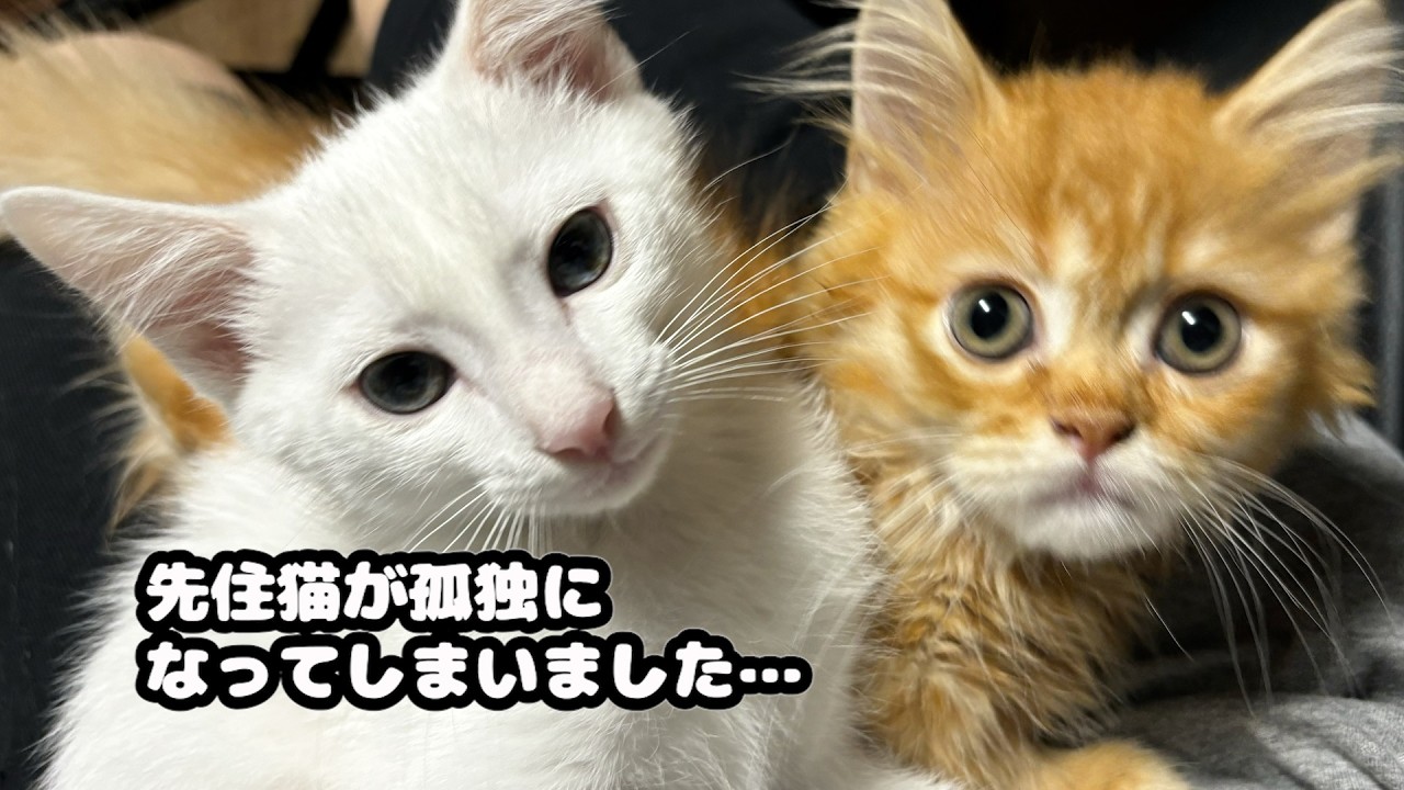 多頭飼いで先住猫が孤独になってしまったんです…