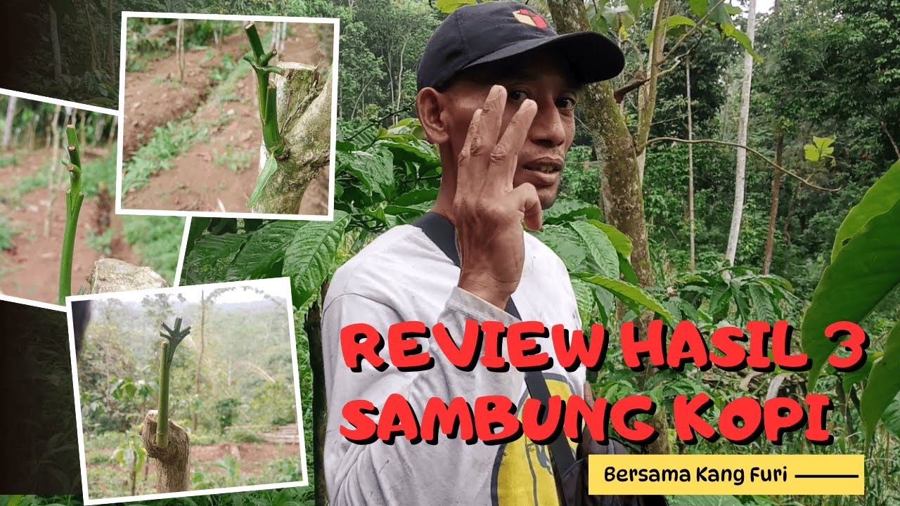 Review Hasil Sambungan Kopi | Tuman