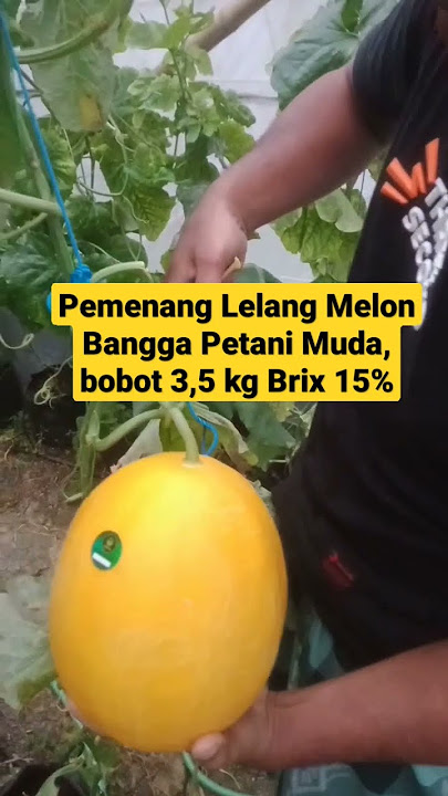 Melon New Kinanti Terbesar di Indonesia Bobot 3,5 kg Brix 15 %