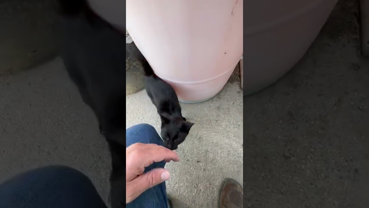 This cute cat loves to be petted 