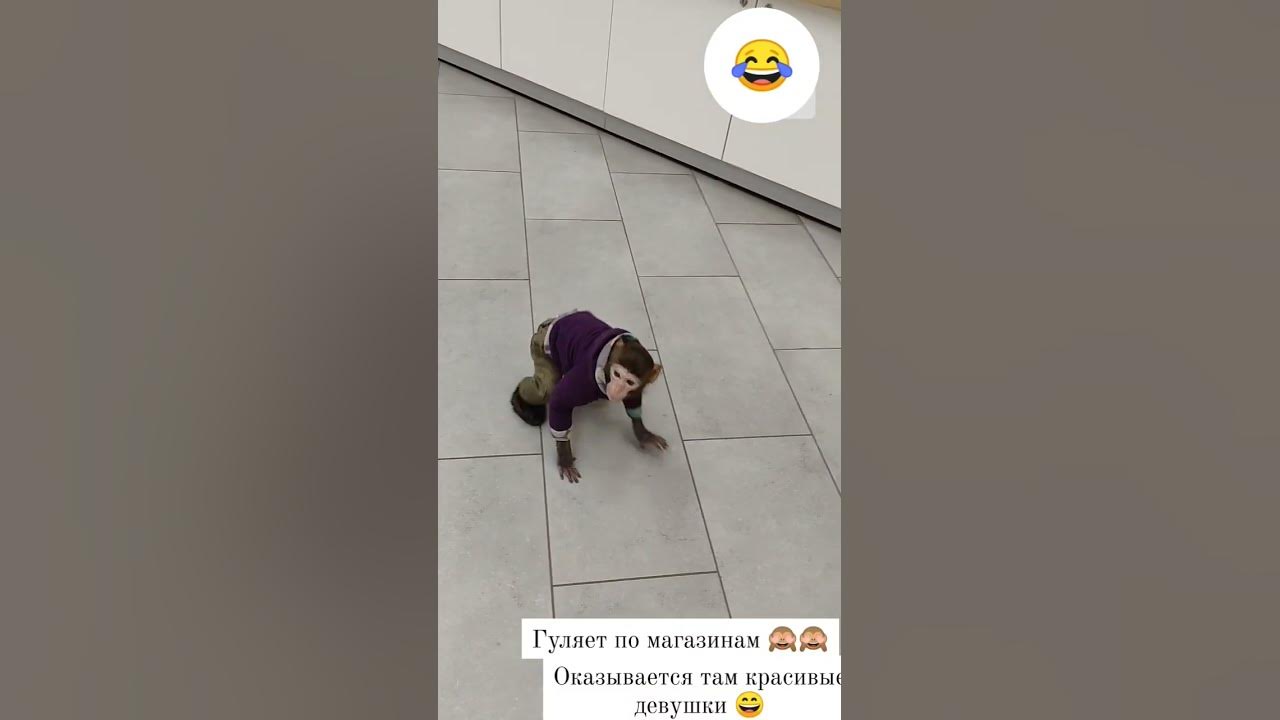 обезяна 😄😄 - YouTube