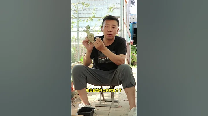 沙漠玫瑰種上容易爛？是你栽種出現錯誤，不信你改一下試試！ - 天天要聞