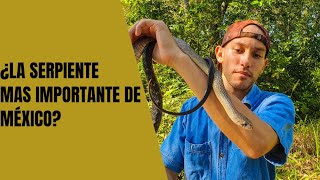 Rescate de serpiente lanza | Una gran aliada del ser humano | Western Indigo Snake