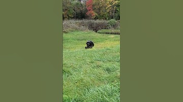 2021 kawasaki brute force 750eps small hill wheels up