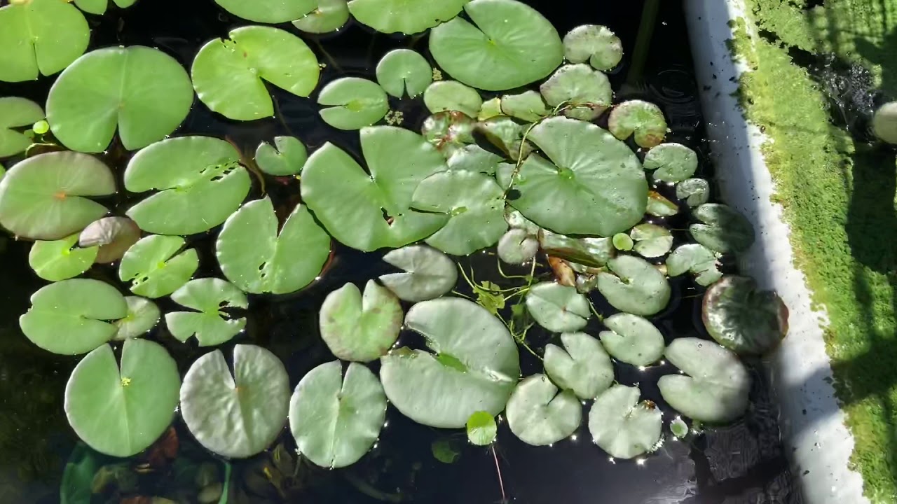 3500 gallon DIY koi pond - YouTube