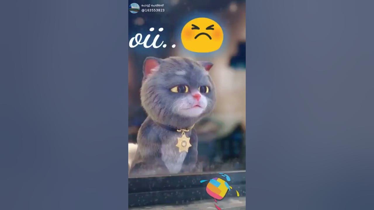 Cute Cat Whatsapp Status YouTube