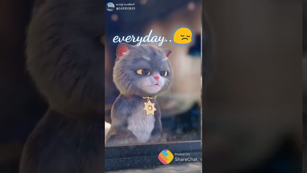 Cute Cat Whatsapp Status YouTube