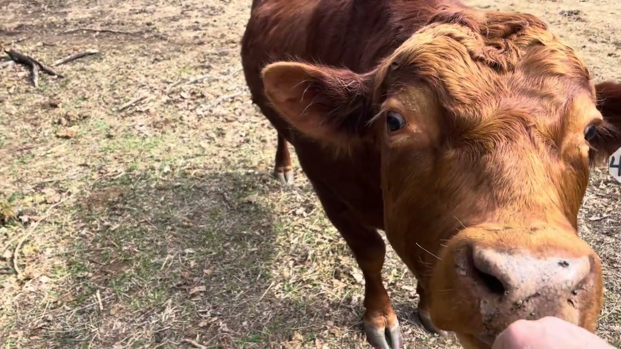 Managing the Meadows waiting for Spring 20260228 #cow #southpollcattle 