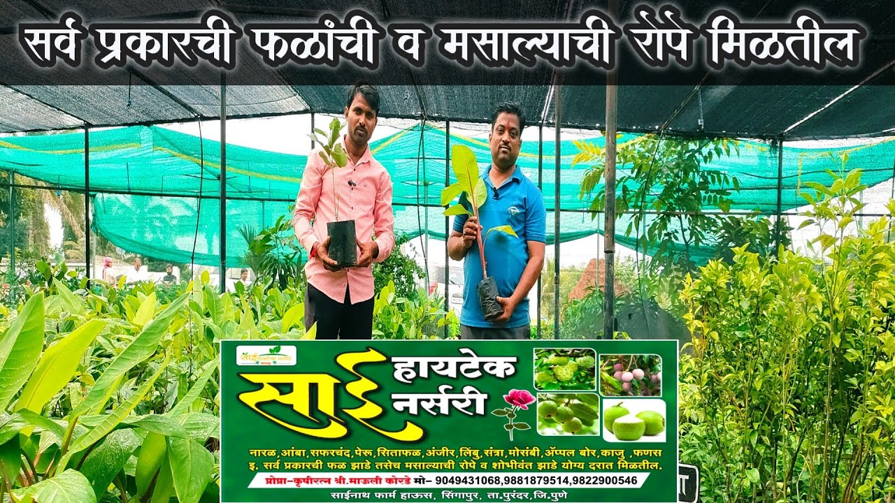 साई हायटेक नर्सरी सिंगापूर/sai hitek nursery Singapore🪻सर्व प्रकारची फळांची व मसाल्याची रोपे मिळतील🌱