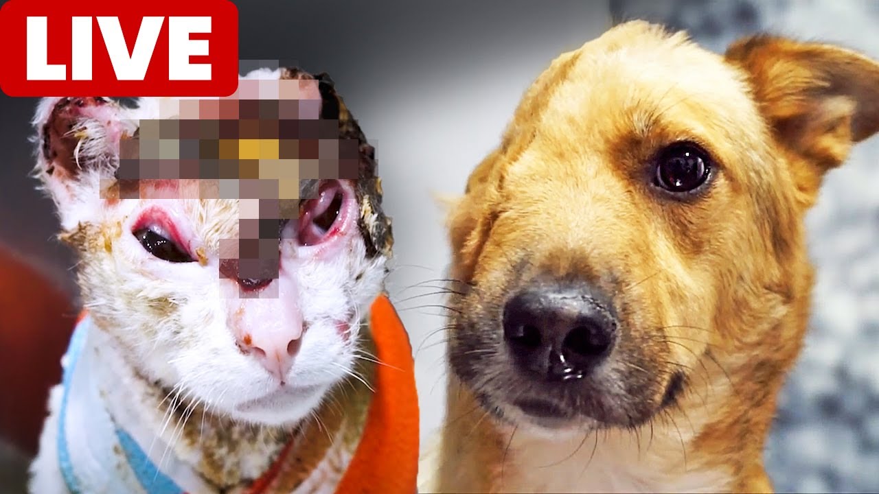 LIVE 🔴 Let’s talk… the meaning of “Extreme Animal Rescue” YouTube