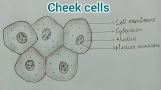 Diagram of cheek cells