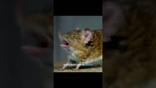 Elephant Shrews Actually Related To Elephants shorts elephant smart weird