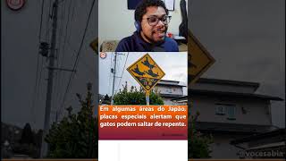 Do nada um gato cai do CÉU kkkk 😹😹😹 #react #gatos