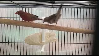 fire finch pair available screenshot 3