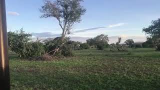 Tembo akiangusha mti mbugani Serengeti
