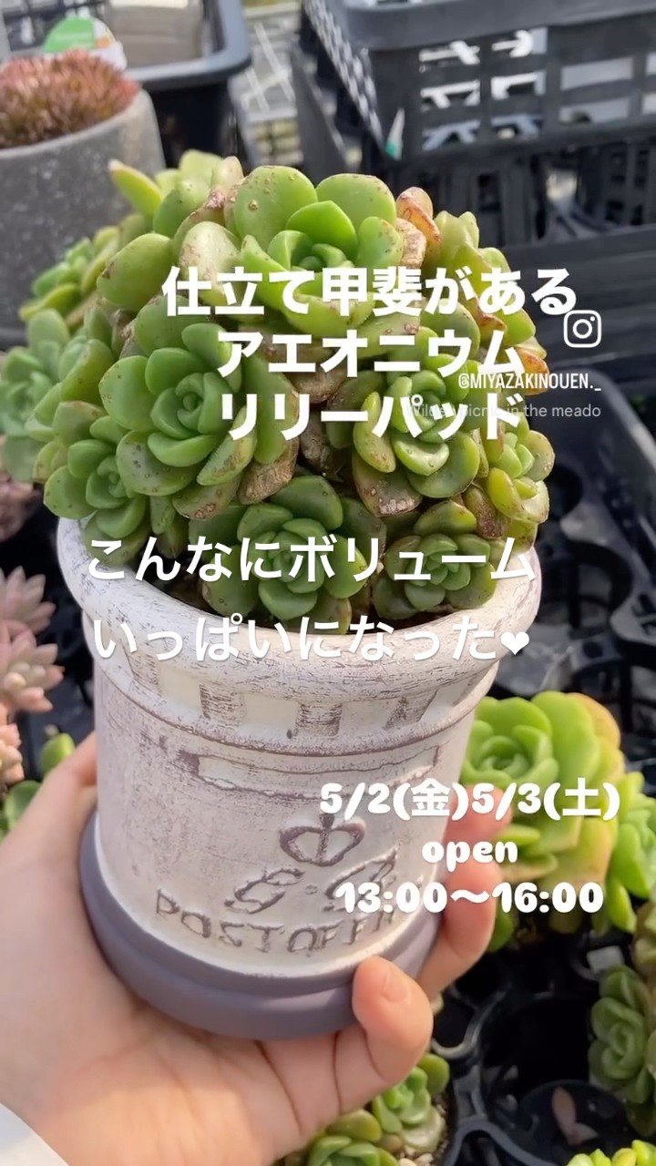 浜松市みやざき農園【ガーデニング】【多肉植物】アエオニウム リリー