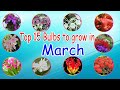 March mein jaldi se  yeh bulb laga lebulbs to be grown in febmarch summer flower bulbs 2024hindi