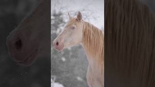 Blue eyed perlino andalusian horse 🐴 #horse #horses #blueeyes #beautifulhorse #beautifulhorses