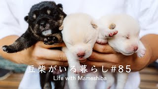 可愛すぎる子犬たちの名前決めがワクワクすぎる