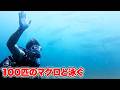 とある離島で100kg級のマグロとの撮影に成功しました！