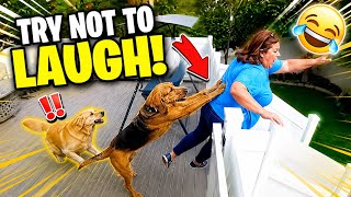 Funniest Animal Videos 2026 😂 You Never Know What Animals Will Do Next