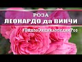 Обзор розы ЛЕОНАРДО да ВИНЧИ мое мнение о сорте ВидеоЭнциклопедияРоз Leonardo Da Vinci 