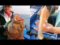 [Goliath Groupers]Live Squid bait for Monster Goliath Groupers