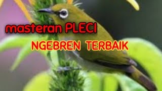 masteran PLECI NGEBREN CIBLEK Terbaik