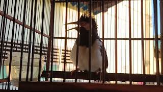 JALAK SUREN BISA MENIRU SUARA KUCING  | IRMAN29D