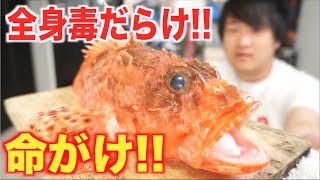 大暴れ！！全身毒だらけのカサゴで湯引きを作るよ！！