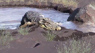 houdini experiments #6   crocodile