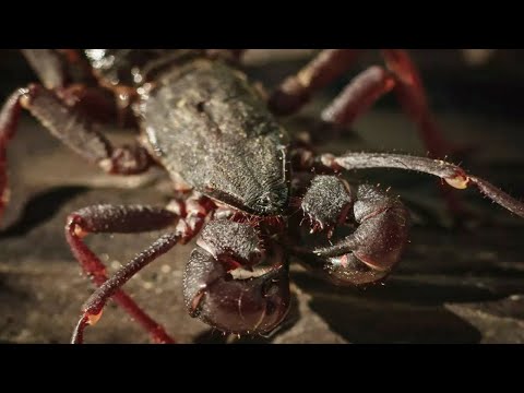 Video: Koje imaju antene paukove ili insekte?