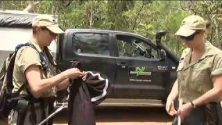 Death Adder Project, filmed by the ABC News